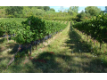 Merlot 3
