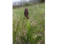 Orchid�e Pourpre