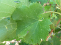 D�g�t Zygina simplex