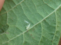 Zygina Simplex