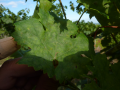 O�dium sur Feuille