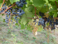D�g�t de Gourmandise