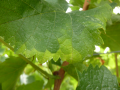 D�g�ts de cicadelle verte