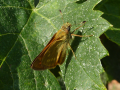 4 Papillon non identifi�